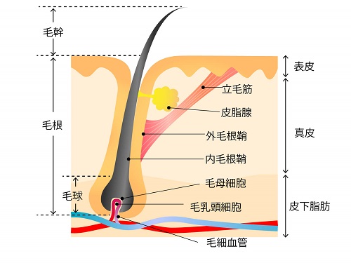 産後の抜け毛、ホルモン、美容